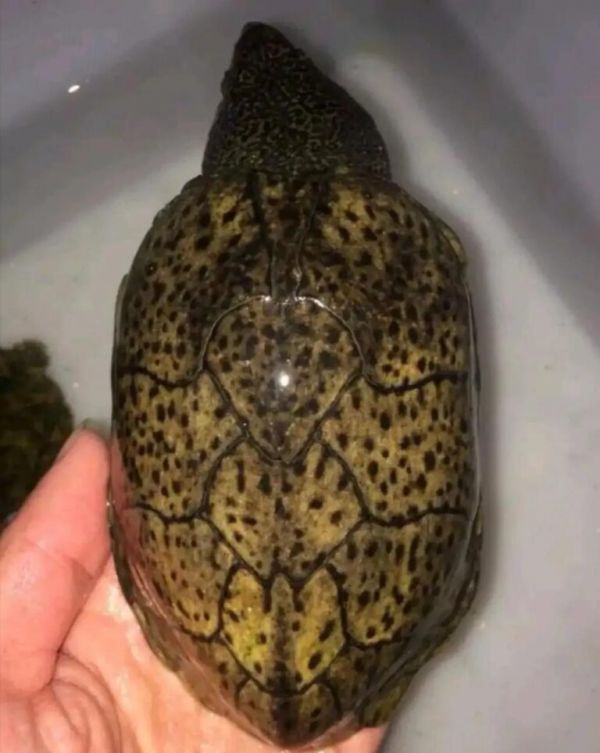 简单科普一些经典蛋龟品种