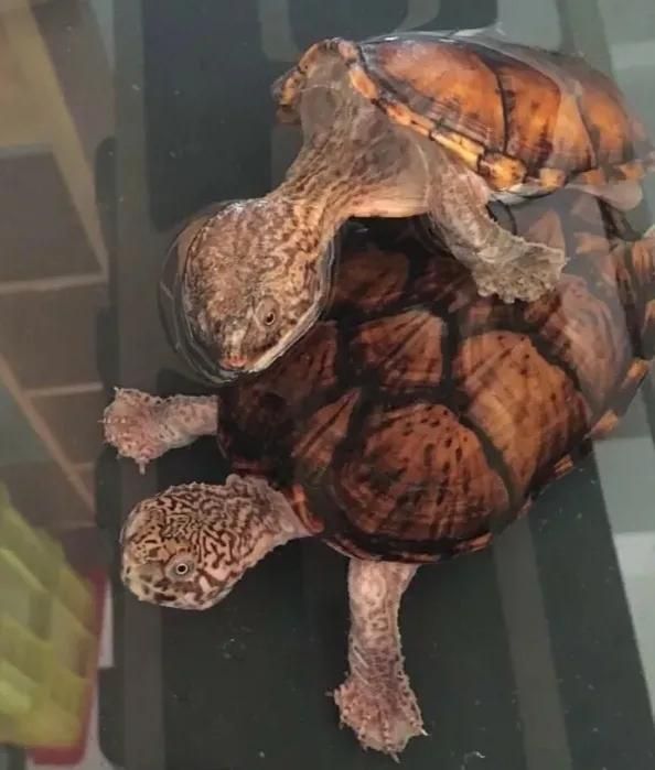 简单科普一些经典蛋龟品种