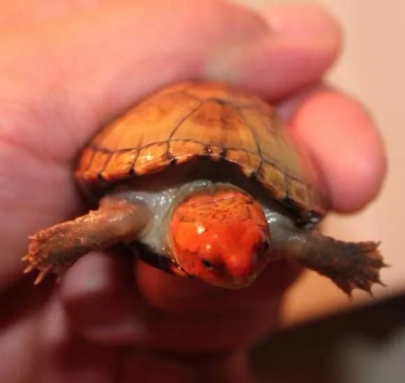 简单科普一些经典蛋龟品种