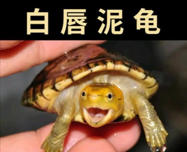 简单科普一些经典蛋龟品种