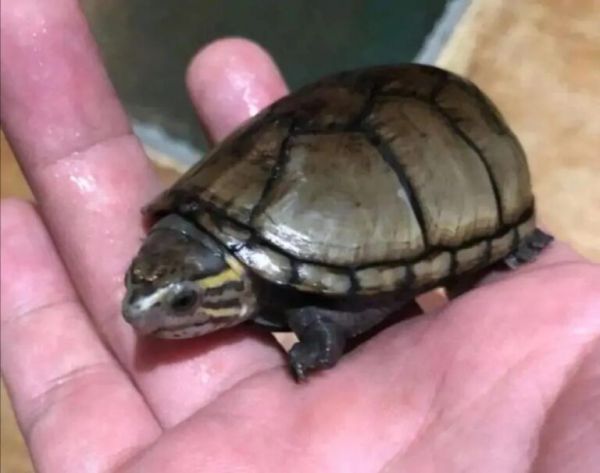 简单科普一些经典蛋龟品种