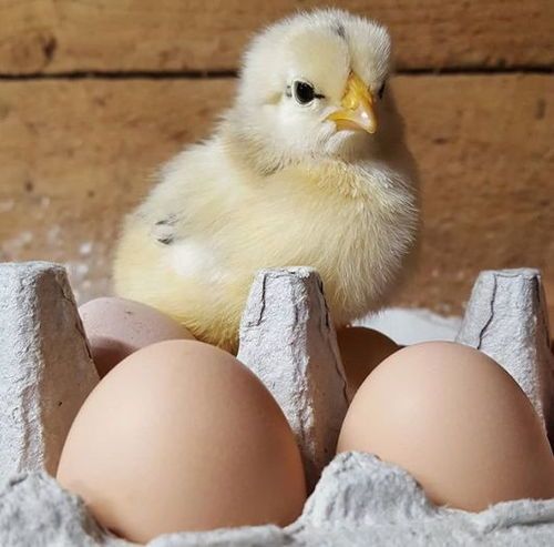 珍珠鸟叫声不停，好奇宝宝般可爱！