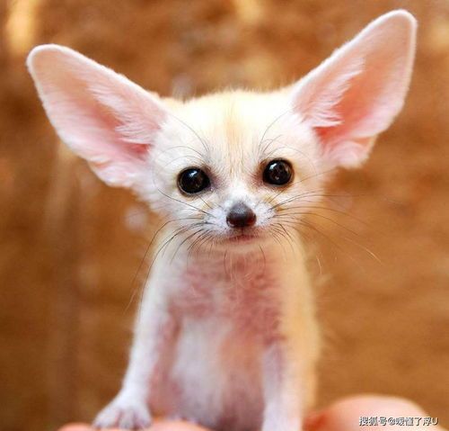 珍珠鸟叫声不停，好奇宝宝般可爱！