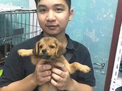 上海闵行区宠物流浪狗流浪猫小动物救助领养收容收养中心站