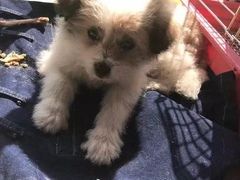 上海长宁区流浪狗流浪猫小动物宠物救助领养收容收养中心站