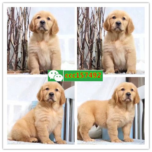 株洲出售各种健康纯种的狗，猫（）