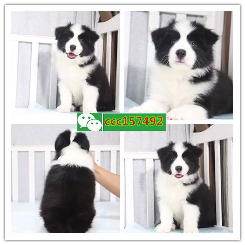 株洲出售各种健康纯种的狗，猫（）