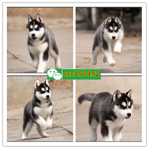 株洲出售各种健康纯种的狗，猫（）