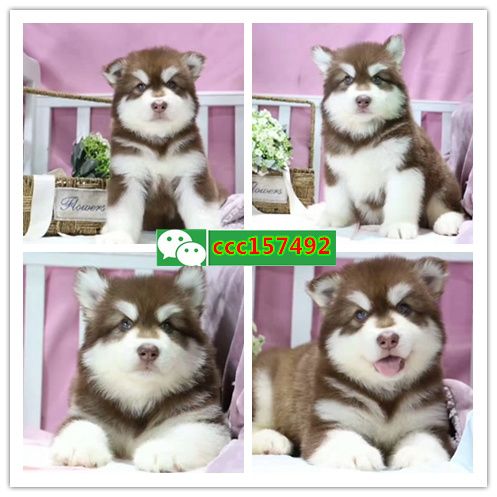 常德出售各种健康纯种的狗，猫（）