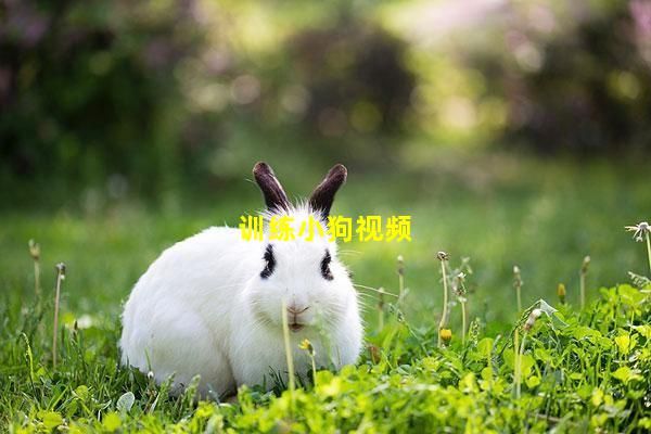 训练小狗视频