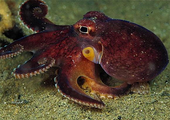 详解：章鱼的寿命是多久？