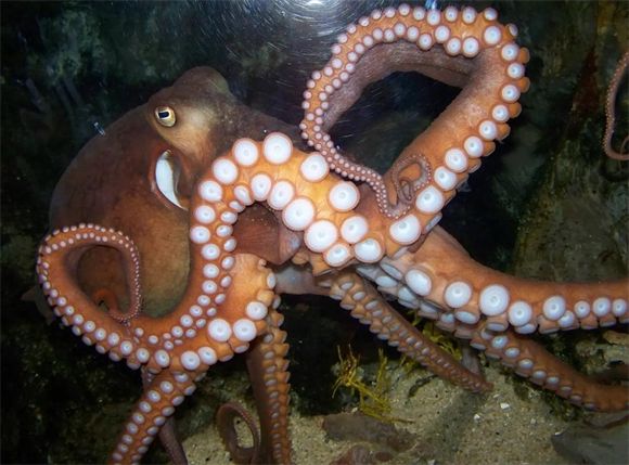 详解：章鱼的寿命是多久？