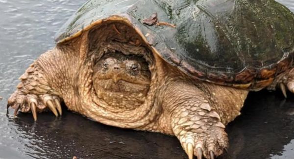 一文详解:北美拟鳄龟的生态价值与养殖意义