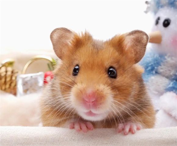 仓鼠的寿命有多长,想喂养的,可以先看看