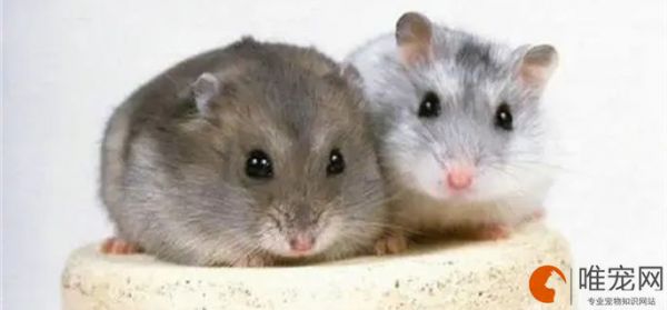 两只仓鼠互相喜欢的表现