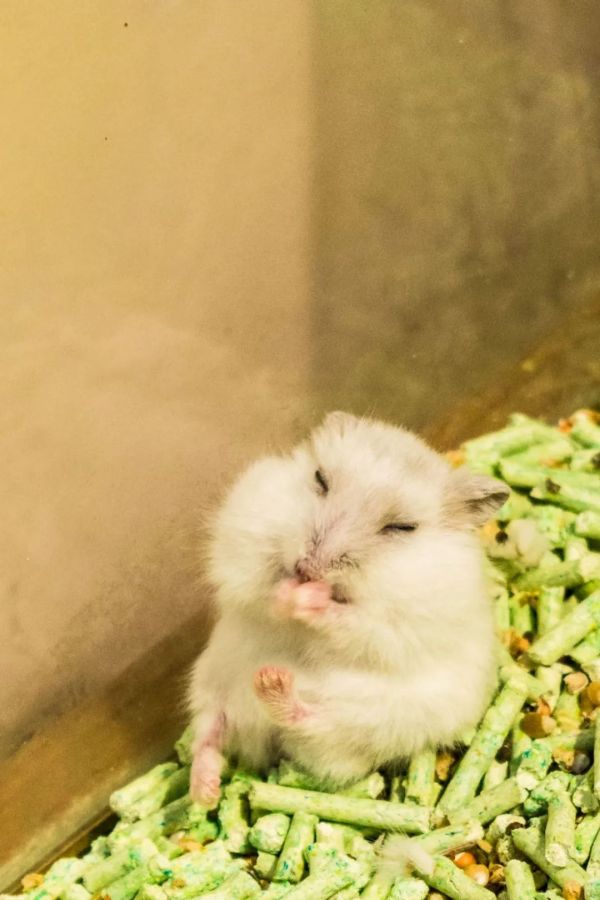 真实的萌宠仓鼠竟然是“面瘫”?