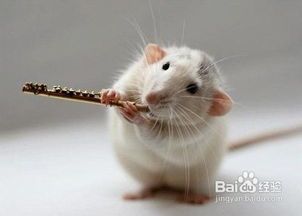 购买仓鼠时如何挑选健康宠物？