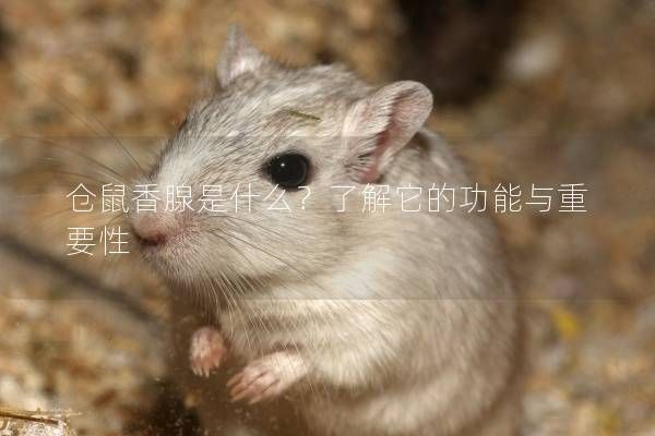 仓鼠香腺是什么？了解它的功能与重要性