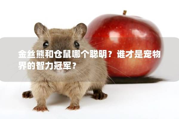 金丝熊和仓鼠哪个聪明?谁才是宠物界的智力冠军?