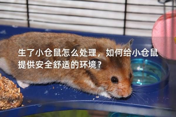 生了小仓鼠怎么处理,如何给小仓鼠提供安全舒适的环境?