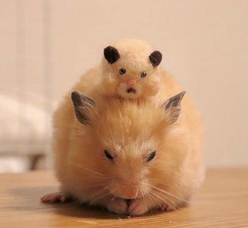 仓鼠会像信任主人一样信任其他宠物吗？