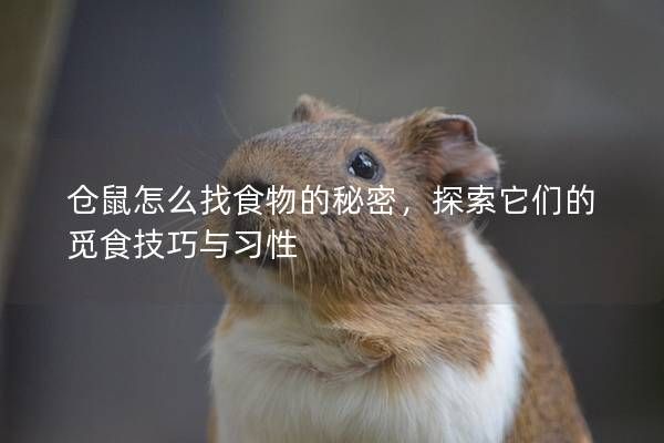 仓鼠怎么找食物的秘密,探索它们的觅食技巧与习性