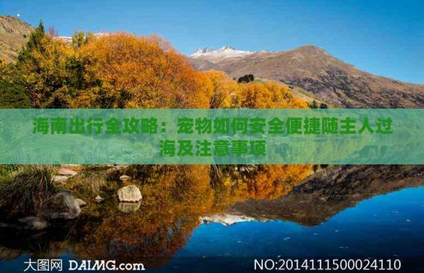 海南出行全攻略：宠物如何安全便捷随主人过海及注意事项