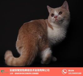 宠物美容：猫毛剃除技巧全解析