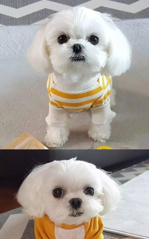 以西施犬为造型的宠物美容技巧（如何打造可爱的西施犬造型，让你的宠物成为街头巷尾的焦点）