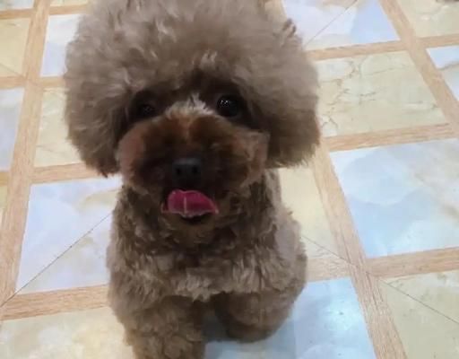 泰迪犬的毛发美容秘籍（揭秘泰迪犬毛发美容的养护技巧）