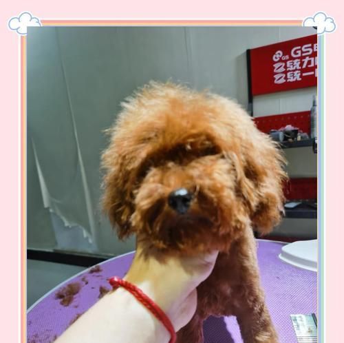 泰迪犬的毛发美容秘籍（揭秘泰迪犬毛发美容的养护技巧）