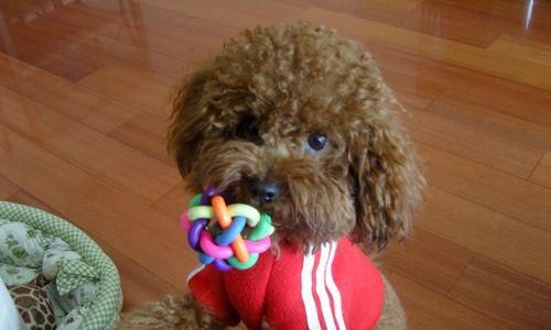 泰迪犬的毛发美容秘籍（揭秘泰迪犬毛发美容的养护技巧）