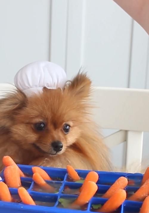 让你的博美犬成为明星宠物的美容小技巧（15个小技巧让你的博美犬在美容方面脱颖而出）