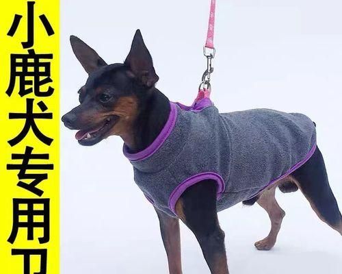 迷你杜宾犬美容指南（掌握迷你杜宾犬美容的技巧和方法，让宠物更健康美丽）