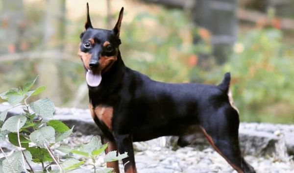 迷你杜宾犬美容指南（掌握迷你杜宾犬美容的技巧和方法，让宠物更健康美丽）