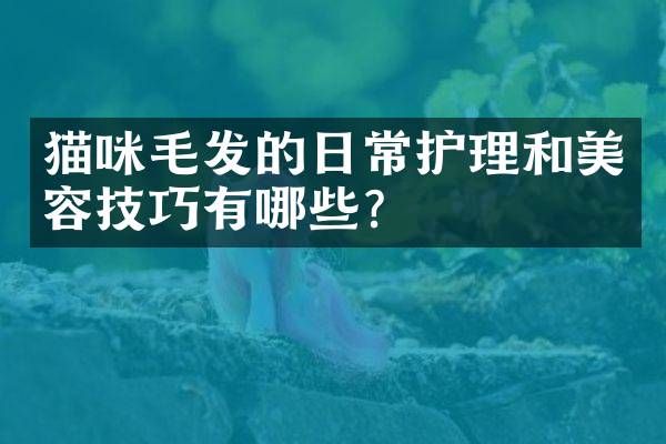 猫咪毛发的日常护理和美容技巧有哪些？