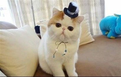 如何防治猫咪肥胖症