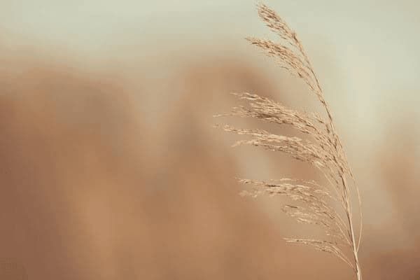 如何自制拉布拉多幼犬粮，如何制作拉布拉多狗粮