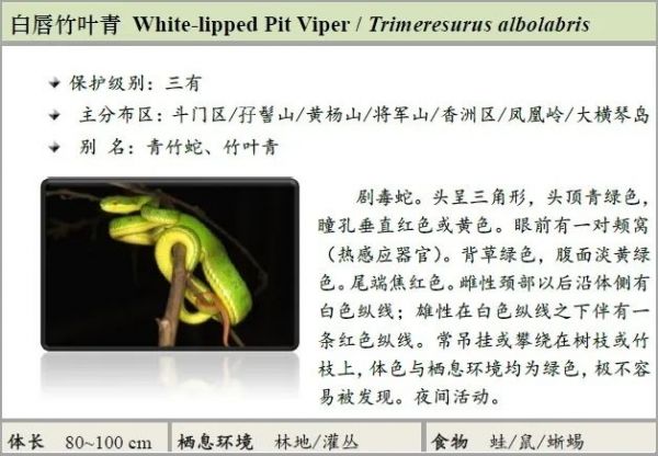 白唇竹叶青蛇.jpg
