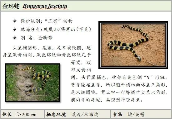 金环蛇.jpg