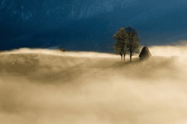 边牧有鼻涕怎么回事,边牧流鼻涕是怎么回事
