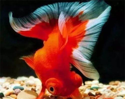观赏鱼鎏金非冷水鱼，宠物爱好者必看！