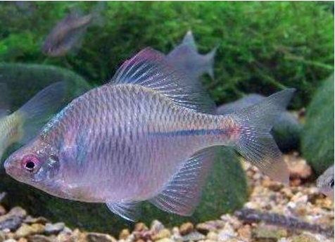 观赏鱼鎏金非冷水鱼，宠物爱好者必看！