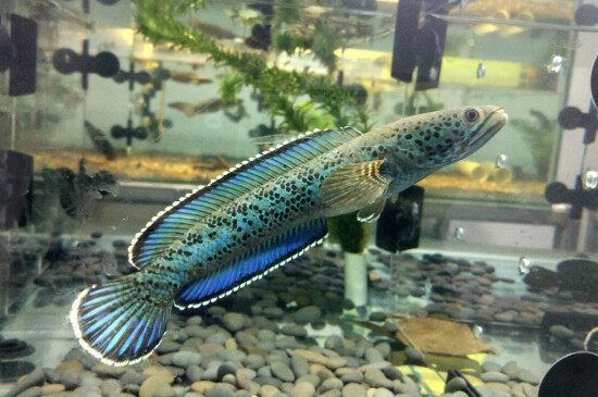 雷龙吃什么食物长得快，雷龙鱼主食饲料的选择方法