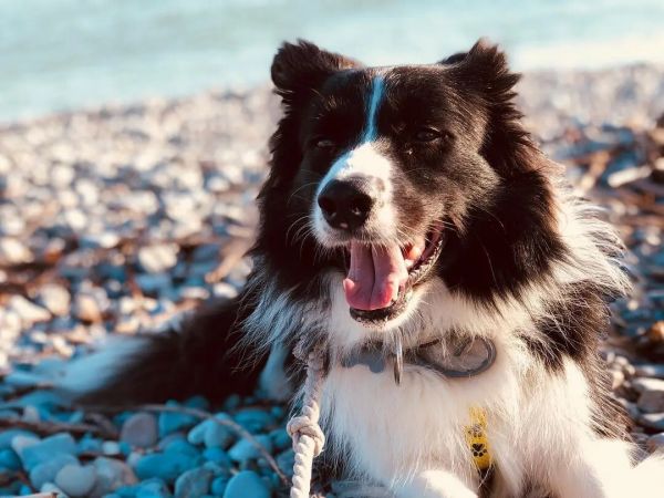 边牧几个月开始猛长?猛长期间一定要注意这些