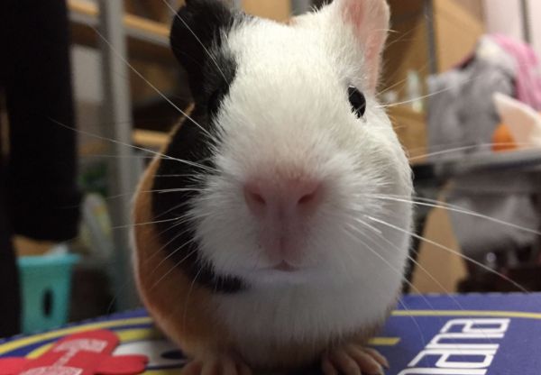 豚鼠的饮食习惯及主要食物有哪些？