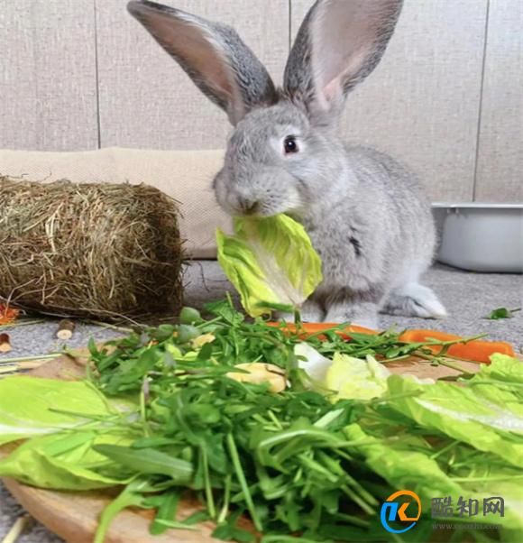 兔子的喂养方法及注意事项