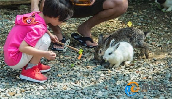 兔子的喂养方法及注意事项