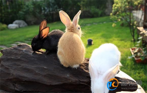 兔子的喂养方法及注意事项