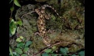 时隔百余年 海南发现壁虎属新物种